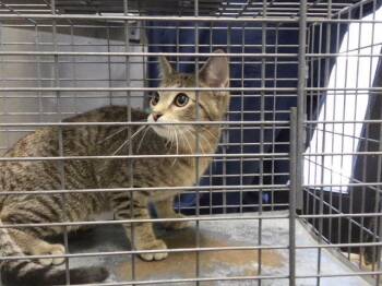 KIWI -  Domestic Short Hair Cat for Adoption in Tulsa, Oklahoma - KIWI | PetCurious