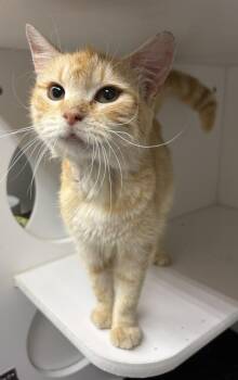 Gigi -  Domestic Short Hair Cat for Adoption in Rochester, Indiana - Gigi | PetCurious