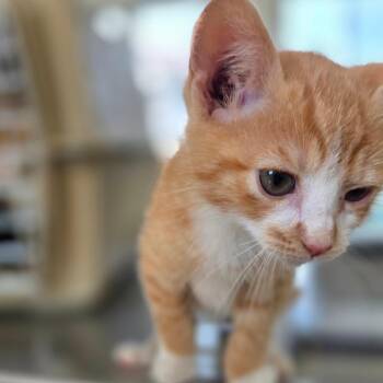 Velveeta -  Domestic Short Hair Cat for Adoption in Chapel Hill, North Carolina - Velveeta | PetCurious