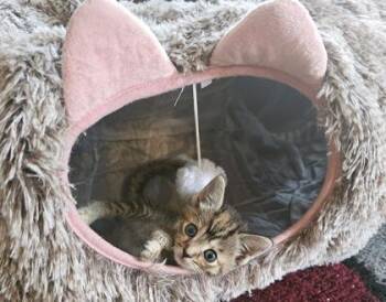 Twizzler -  Domestic Short Hair Cat for Adoption in Lafayette, Indiana - Twizzler | PetCurious