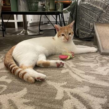 Domestic Medium Hair Cats Available for Adoption in Oceanside, California - Royal | PetCurious