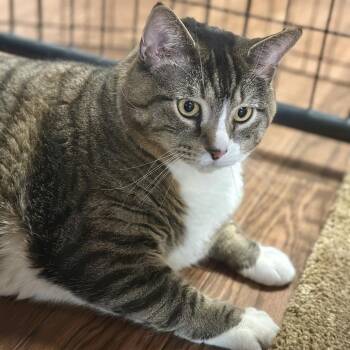 Domestic Short Hair Cats Available for Adoption in Saratoga Springs, New York - Velo | PetCurious