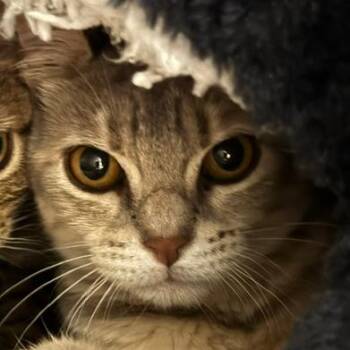 Bubble -  Domestic Short Hair Cat for Adoption in Edwardsville, Illinois - Bubble | PetCurious