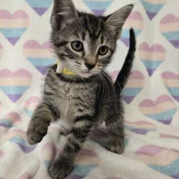 Rescue Domestic Short Hair Cats for Adoption in Flatwoods, Kentucky - Blossom | PetCurious