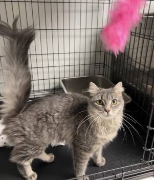 Maple -  Domestic Long Hair Cat for Adoption in Montville, New Jersey - Maple | PetCurious