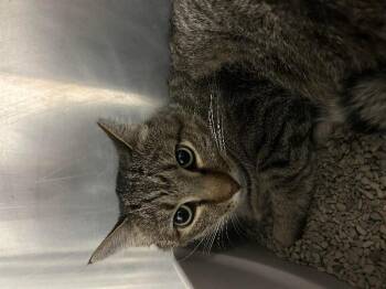 Rescue Domestic Short Hair Cats for Adoption in Saint Charles, Missouri - Kiefer | PetCurious