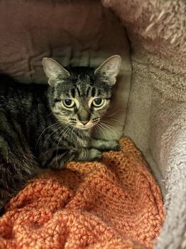 Jennie -  Domestic Short Hair Cat for Adoption in Westwood, New Jersey - Jennie | PetCurious