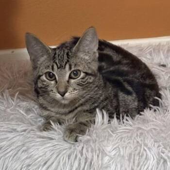 Nina -  Domestic Short Hair Cat for Adoption in Springfield, Oregon - Nina | PetCurious