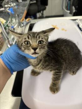 MEEKO -  Domestic Short Hair Cat for Adoption in Woodland, California - MEEKO | PetCurious