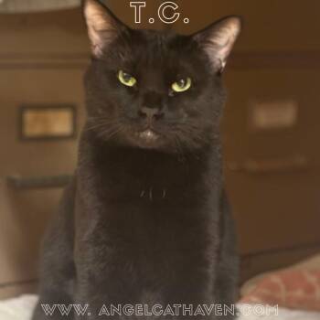 T.C. (Tomcat) -  Domestic Short Hair Cat for Adoption in Plainville, Massachusetts - T.C. (Tomcat) | PetCurious