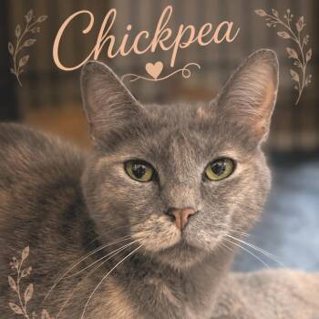 Chickpea -  Domestic Short Hair Cat for Adoption in Brownsboro, Alabama - Chickpea | PetCurious