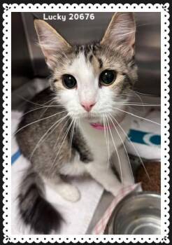 LUCKY -  Domestic Medium Hair Cat for Adoption in Marietta, Georgia - LUCKY | PetCurious