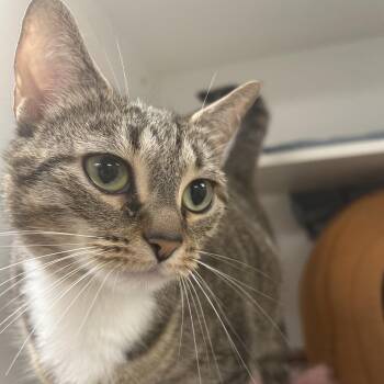 Taraji -  Domestic Short Hair Cat for Adoption in Philadelphia, Pennsylvania - Taraji | PetCurious