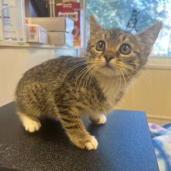 Domestic Short Hair Cats Available for Adoption - Stormi | PetCurious