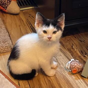 Cheshire C71533 -  Domestic Short Hair Cat for Adoption in Minnetonka, Minnesota - Cheshire C71533 | PetCurious