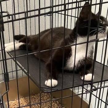 Tracy Mom Cat in Parsonsburg, MD -  Domestic Short Hair Cat for Adoption - Tracy Mom Cat In Parsonsburg, MD | PetCurious
