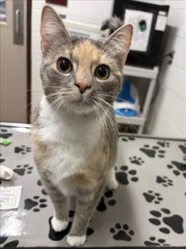 ALOMAR -  Domestic Short Hair Cat for Adoption in Derwood, Maryland - ALOMAR | PetCurious