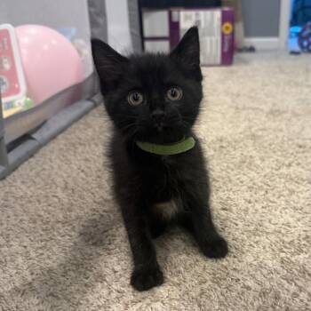 Toad -  Domestic Short Hair Cat for Adoption in Chaska, Minnesota - Toad | PetCurious