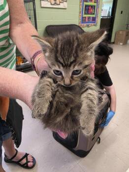 Domestic Short Hair Cats Available for Adoption in Burnsville, North Carolina - Pepsi | PetCurious