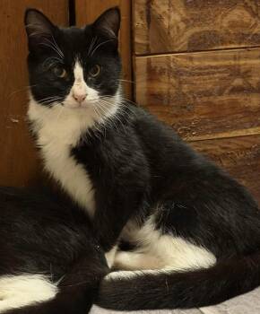 Rosey Posey -  Domestic Short Hair Cat for Adoption in Berkeley Springs, West Virginia - Rosey Posey | PetCurious