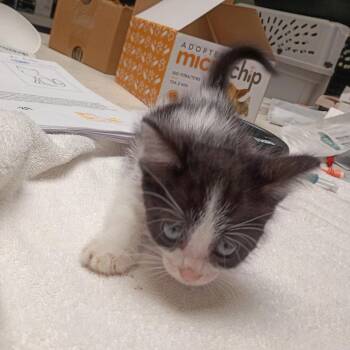 Satori -  Domestic Short Hair Cat for Adoption in Dallas, Texas - Satori | PetCurious