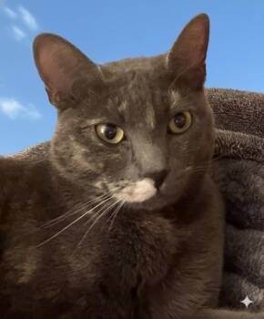 Domestic Short Hair Cats Available for Adoption - Gracie | PetCurious