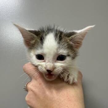Olive -  Domestic Short Hair Cat for Adoption in Sand Springs, Oklahoma - Olive | PetCurious