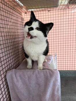 Romeo -  Domestic Short Hair Cat for Adoption in Gillette, Wyoming - Romeo | PetCurious