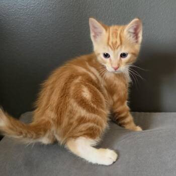 Swirl C11538 -  Domestic Medium Hair Cat for Adoption - Swirl C11538 | PetCurious