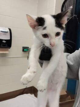 Oreo -  Domestic Short Hair Cat for Adoption in Wichita, Kansas - Oreo | PetCurious