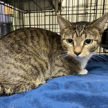 Rescue Domestic Short Hair Cats for Adoption in Windsor, Virginia - Charlee | PetCurious