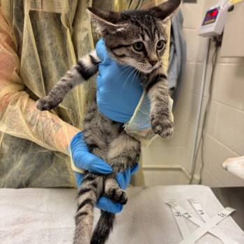Heart -  Domestic Short Hair Cat for Adoption in Murray, Utah - Heart | PetCurious