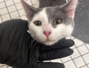 ROMEO -  Domestic Short Hair Cat for Adoption in Dallas, Texas - ROMEO | PetCurious
