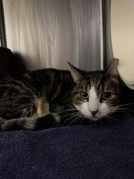 Klay -  Domestic Short Hair Cat for Adoption in Roseville, California - Klay | PetCurious