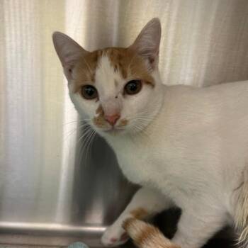 PRINCE -  Domestic Short Hair Cat for Adoption in Kyle, Texas - PRINCE | PetCurious