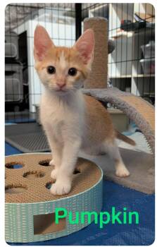Rescue American Shorthair Cats for Adoption in Orlando, Florida - Pumpkin  ( Orlando FL) | PetCurious