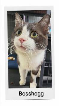 Boss Hogg -  Domestic Short Hair Cat for Adoption in Caistor Centre, Ontario - Boss Hogg | PetCurious