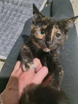 Ms. Peacock -  Domestic Short Hair Cat for Adoption in Overland Park, Kansas - Ms. Peacock | PetCurious
