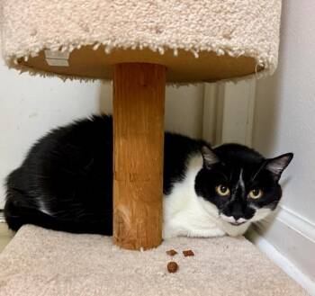 Rescue Domestic Short Hair Cats for Adoption in Camarillo, California - Molly | PetCurious