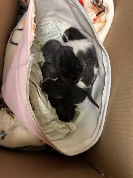 Domestic Short Hair Cats Available for Adoption in Riverside, California - A1913209 | PetCurious