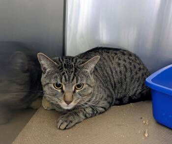 Domestic Short Hair Cats Available for Adoption in Trenton, New Jersey - Jason (TAS #5) | PetCurious