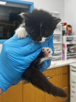 Barracuda -  Domestic Medium Hair Cat Available for Adoption in Hartsville, South Carolina - Barracuda | PetCurious