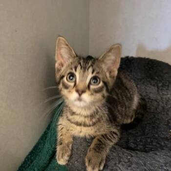 Wallen -  Domestic Short Hair Cat for Adoption in Dayton, Ohio - Wallen | PetCurious