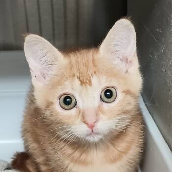 Rescue Domestic Short Hair Cats for Adoption in Reno, Nevada - Nemesis | PetCurious