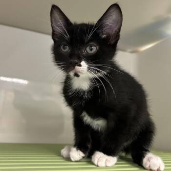 Little Guy -  Domestic Short Hair Cat for Adoption in Watertown, New York - Little Guy | PetCurious