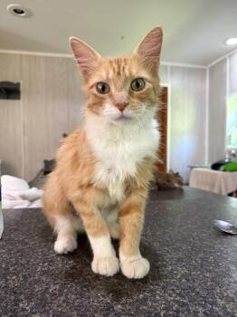 Bumble -  Domestic Short Hair Cat for Adoption in Ona, West Virginia - Bumble | PetCurious