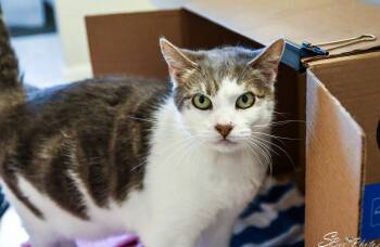 Domestic Short Hair Cats Available for Adoption - Tipsy | PetCurious