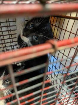 Rescue Domestic Short Hair Cats for Adoption in Sacramento, California - A901747 | PetCurious