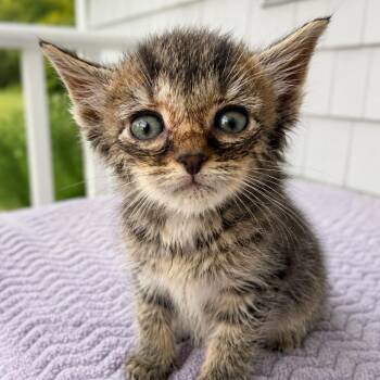 Domestic Short Hair Cats Available for Adoption - Tapenade In Stevensville, MD | PetCurious