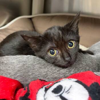 Mrs. Norris -  Domestic Short Hair Cat for Adoption in Mentor, Ohio - Mrs. Norris | PetCurious